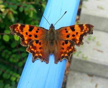 Colorful insect summer