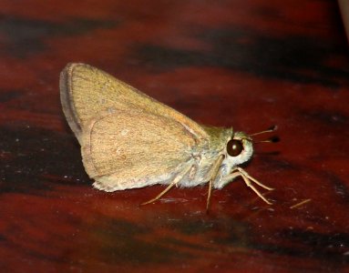 Life cycle of Straight Swift Parnara sp.