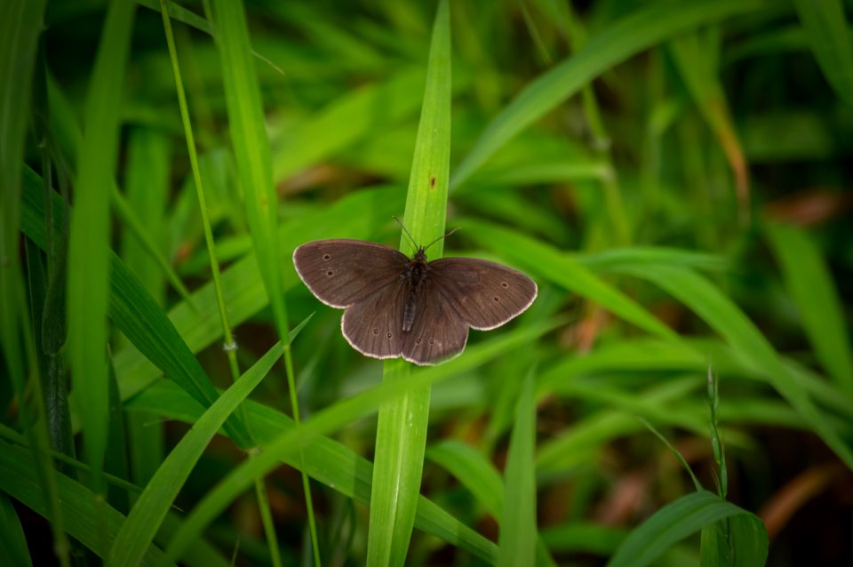 Fontainebleau - 2018/06/16