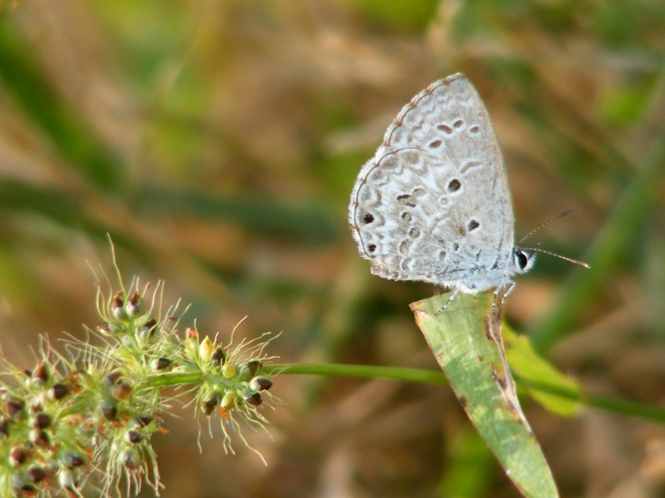 Lime Blue Chilades laius