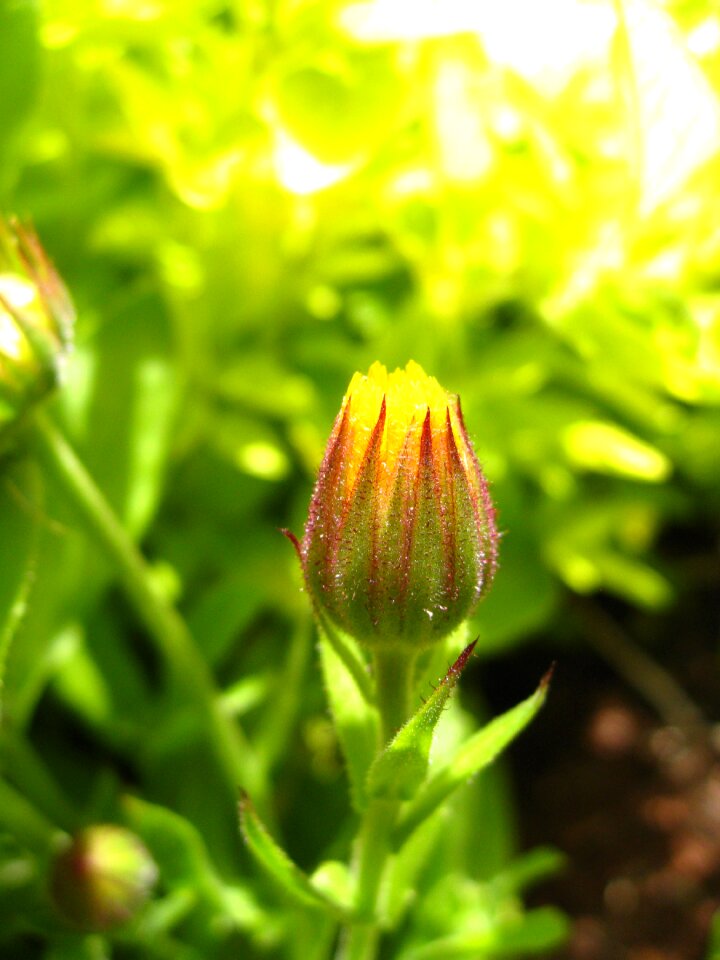 Bud spring calendula officinalis photo