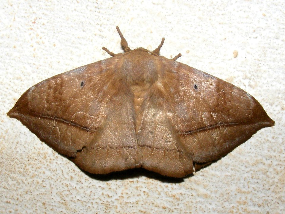Ganisa similis