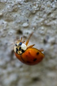 Adalia decempunctata (Linnaeus, 1758)