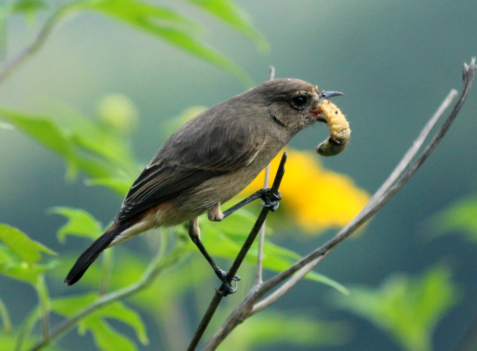 pied bush chat (Saxicola caprata)