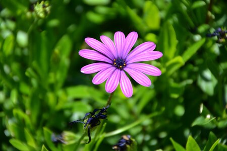 Margarite garden nature