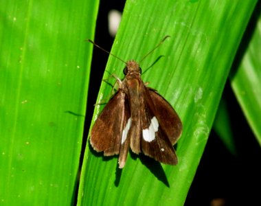 Common Banded Demon Notocrypta paralysos photo