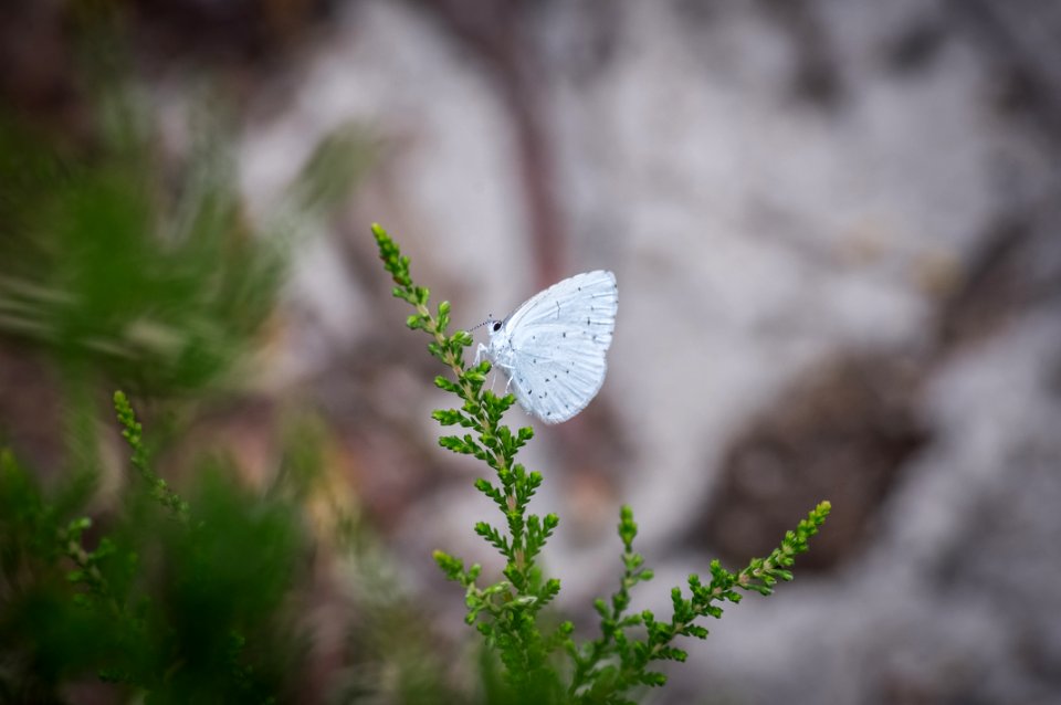 Fontainebleau - 2018/06/16