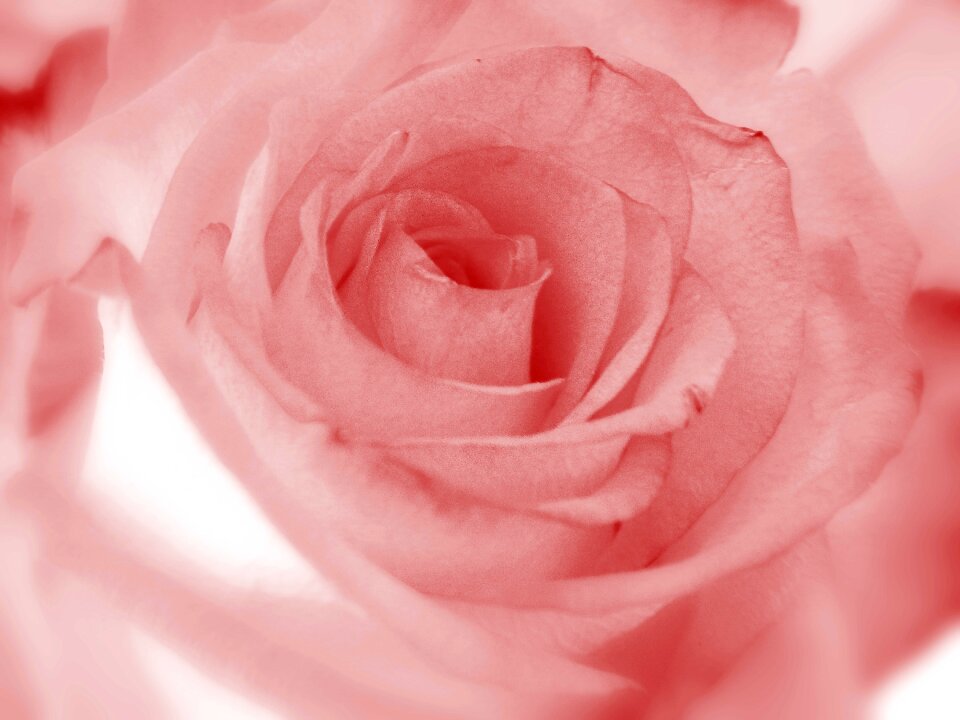 Romantic floral rosoideae
