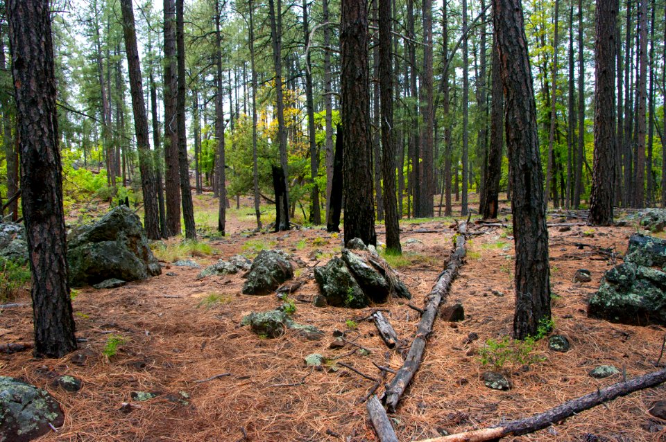 Kelsey Trail No. 3