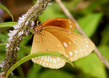 Brown King Crow - Euploea klugii photo