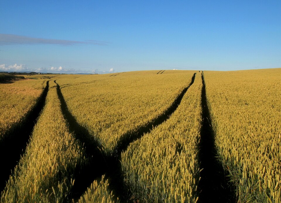 Agriculture nature summer photo