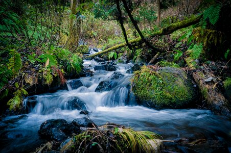 Flowing forest nature photo