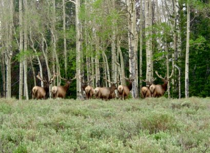 20170910-FS-Manti-LaSal NF-Elk-07