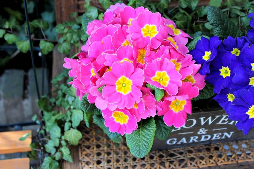 Pink blue pot