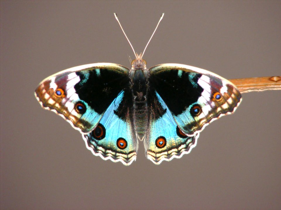 :Blue Pansy (Junonia orithya)