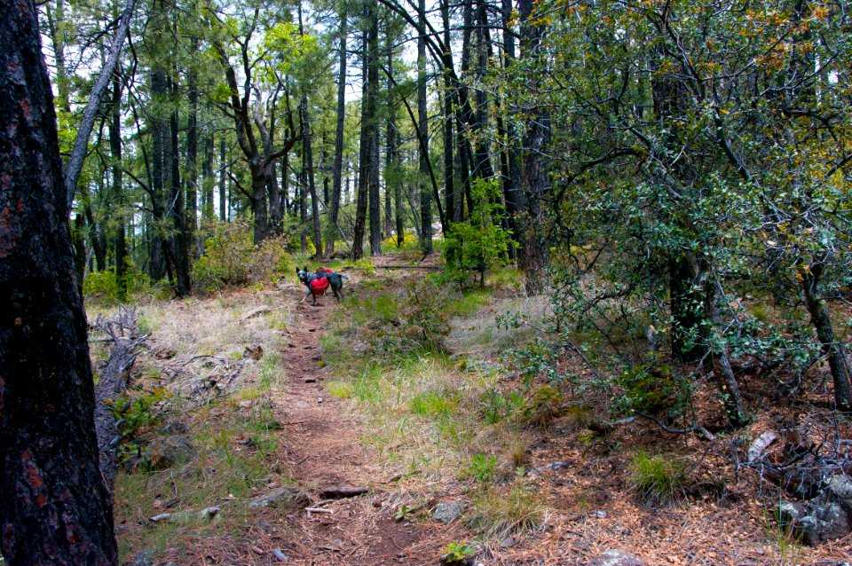 Dorsey Trail No. 7