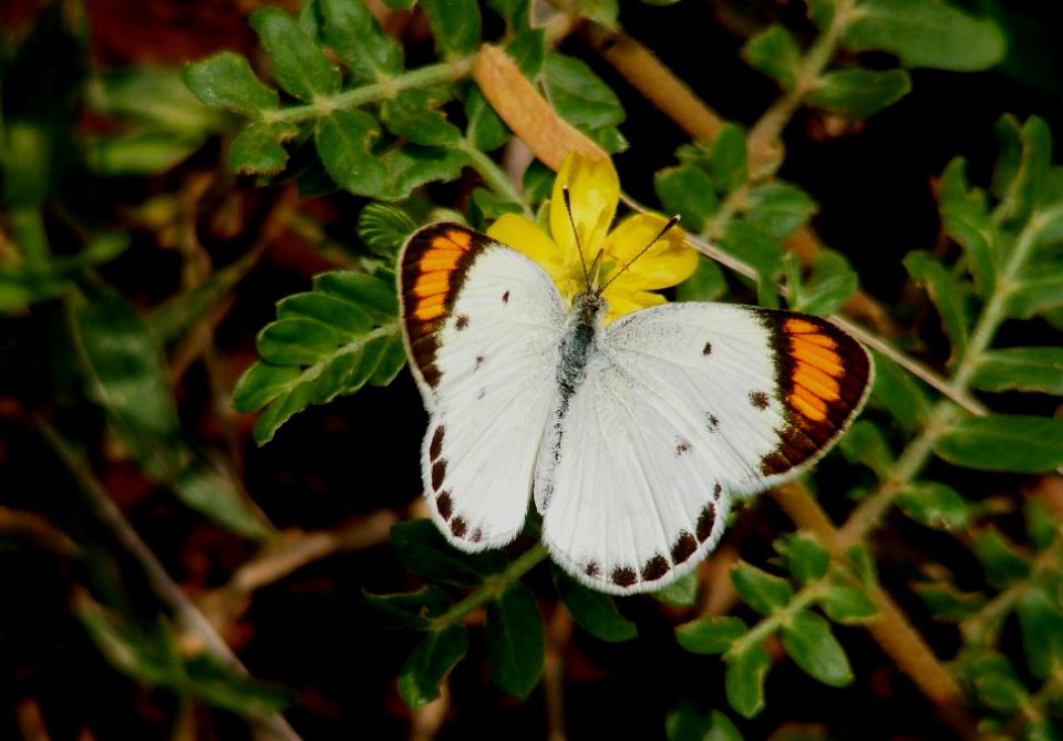Small Orange Tip Colotis etrida (female)