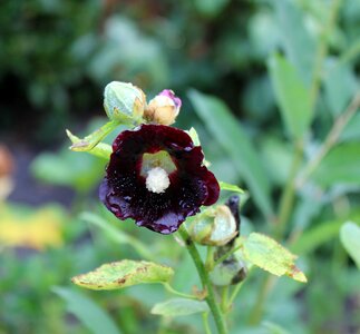 Flower leaves green