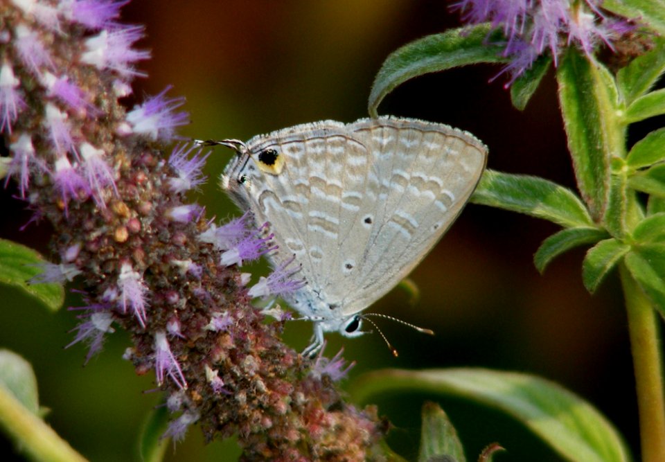 Forget Me Not Catachrysops strabo
