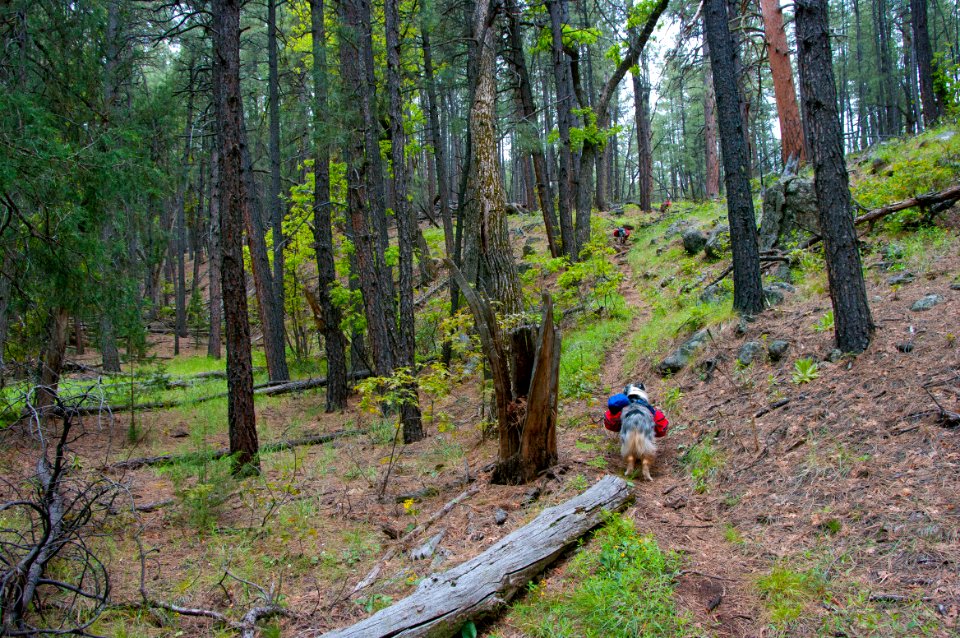 Kelsey Trail No. 3
