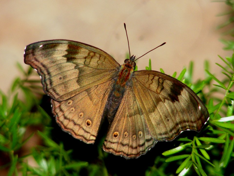 Life Cycle of Chocolate Pansy Junonia iphita