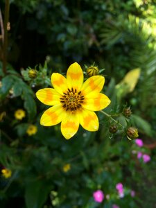 Meskal ethiopia yellow