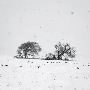 Geese feeding first snow