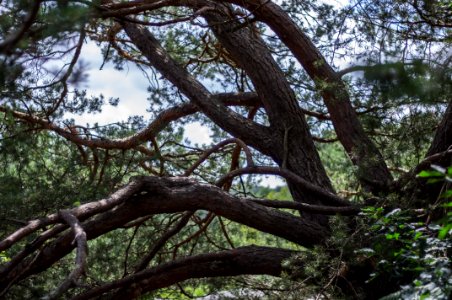 Fontainebleau - 2018/06/16