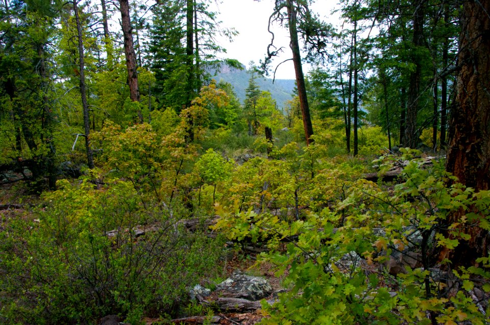 Kelsey Trail No. 3