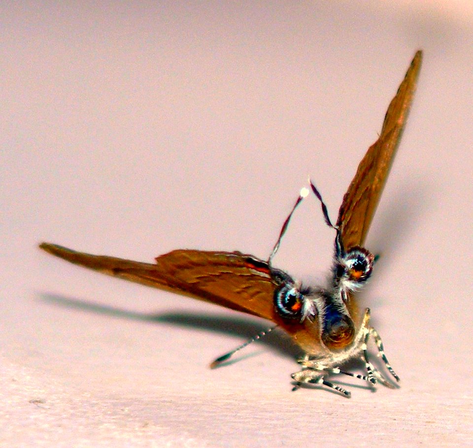 Slate Flash Rapala schistacea