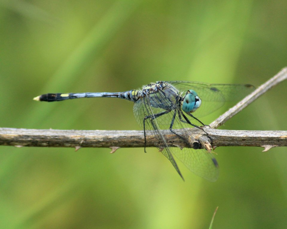 Diplacodes trivialis Rambur, 1842 – Blue Ground Skimmer