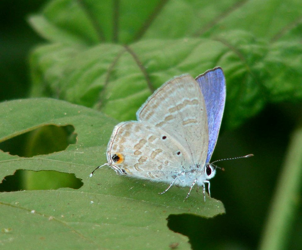 Forget Me Not Catachrysops strabo