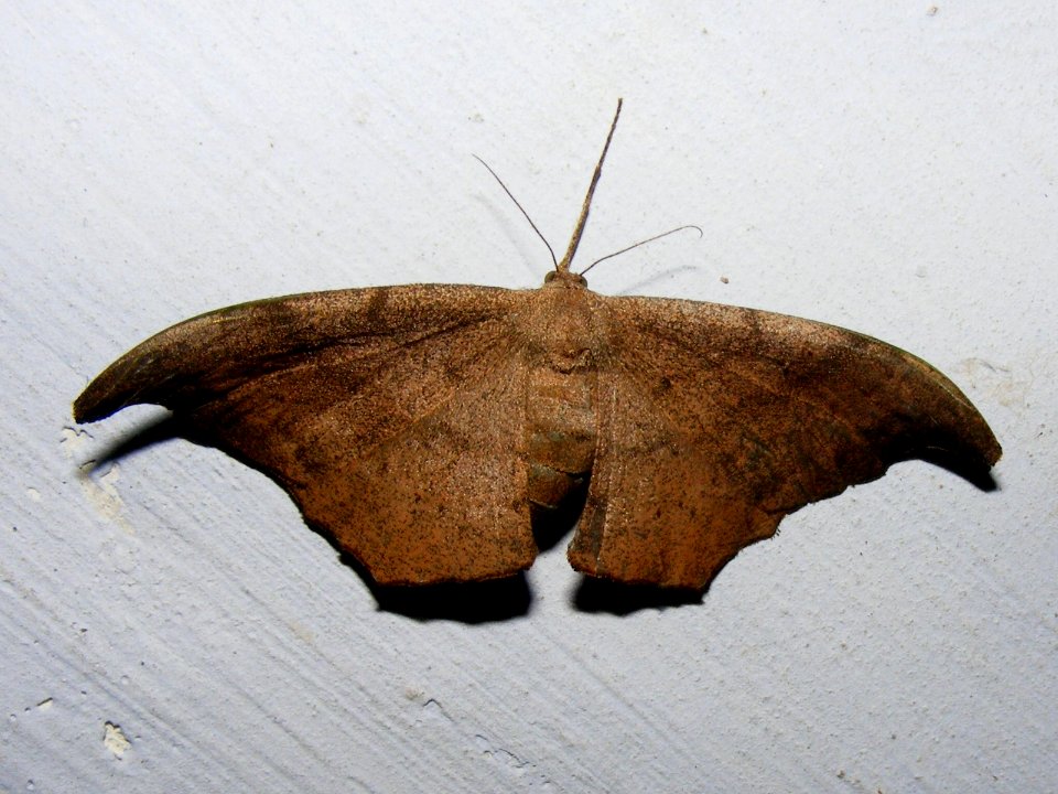 Hyposidra talaca