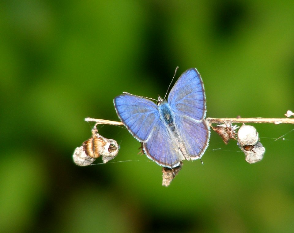 Zebra Blue Syntarucus plinius