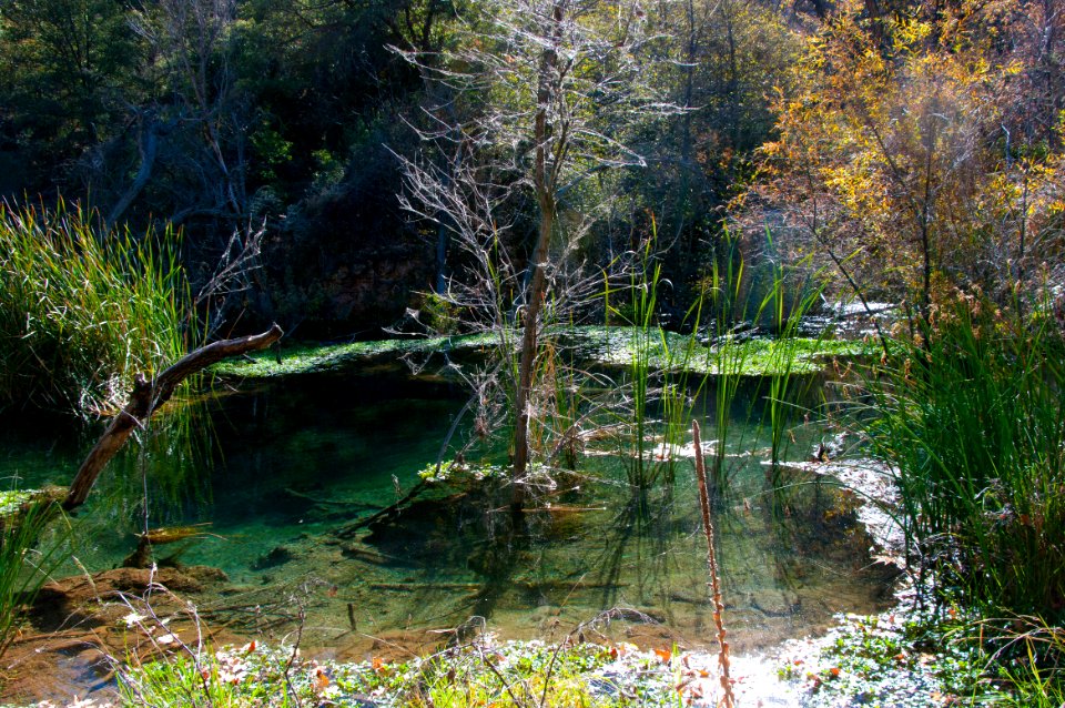 Fossil Springs Wilderness: Springs Area