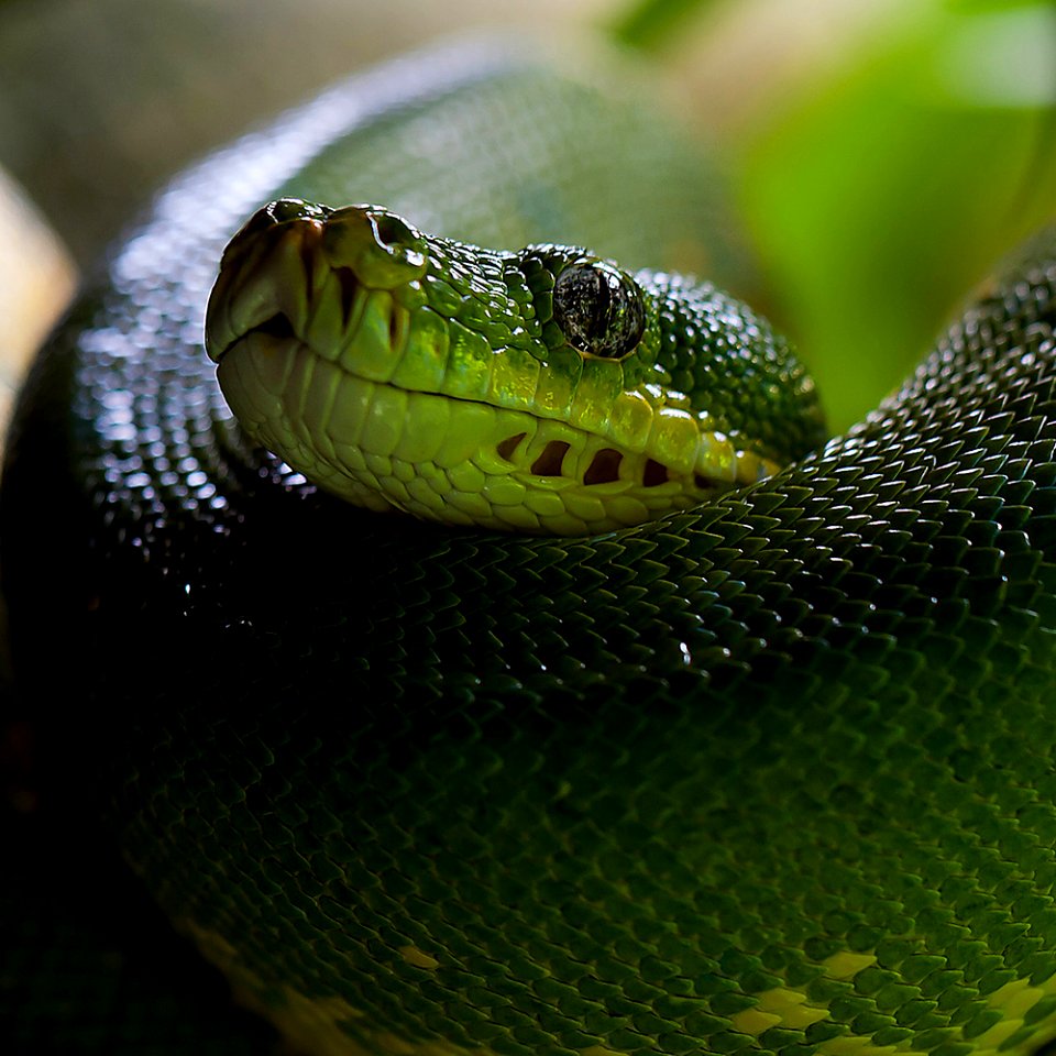 green-tree-python-226553 1920