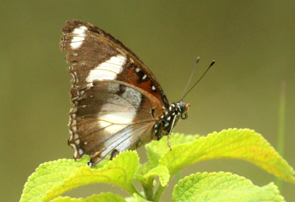 Hypolimnas misippus Linnaeus, 1764﻿﻿ – Danaid Eggfly (Male)