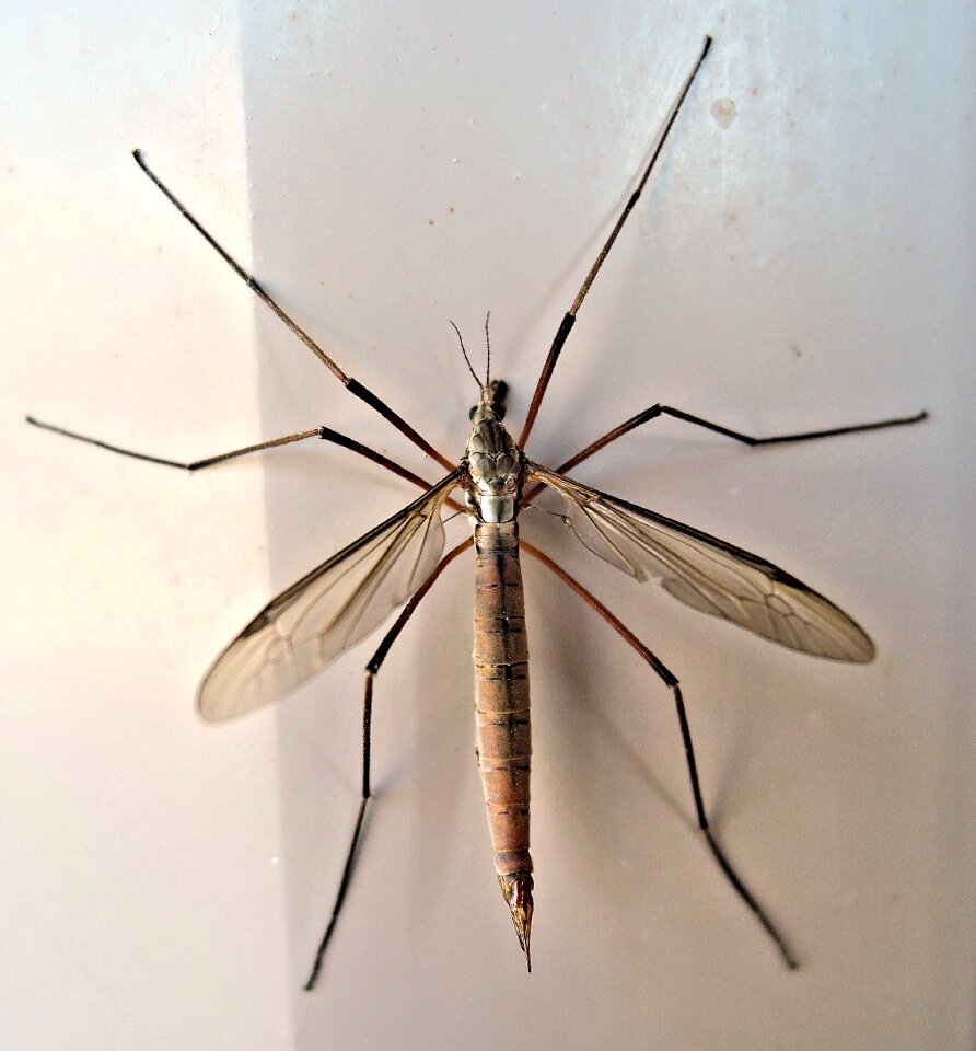 Late summer animal daddy long legs
