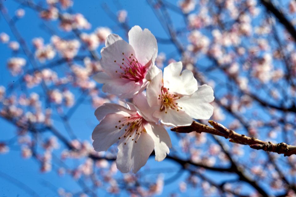 桜が沢山咲き始めました