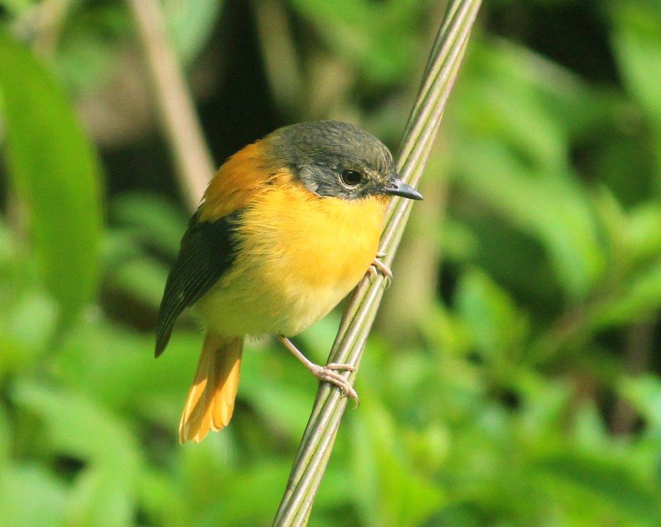black-and-orange flycatcher or black-and-rufous flycatcher (Ficedula nigrorufa)