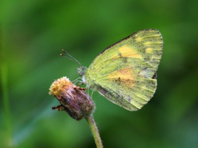 Colotis amata Fabricius, 1775 – Small Salmon Arab