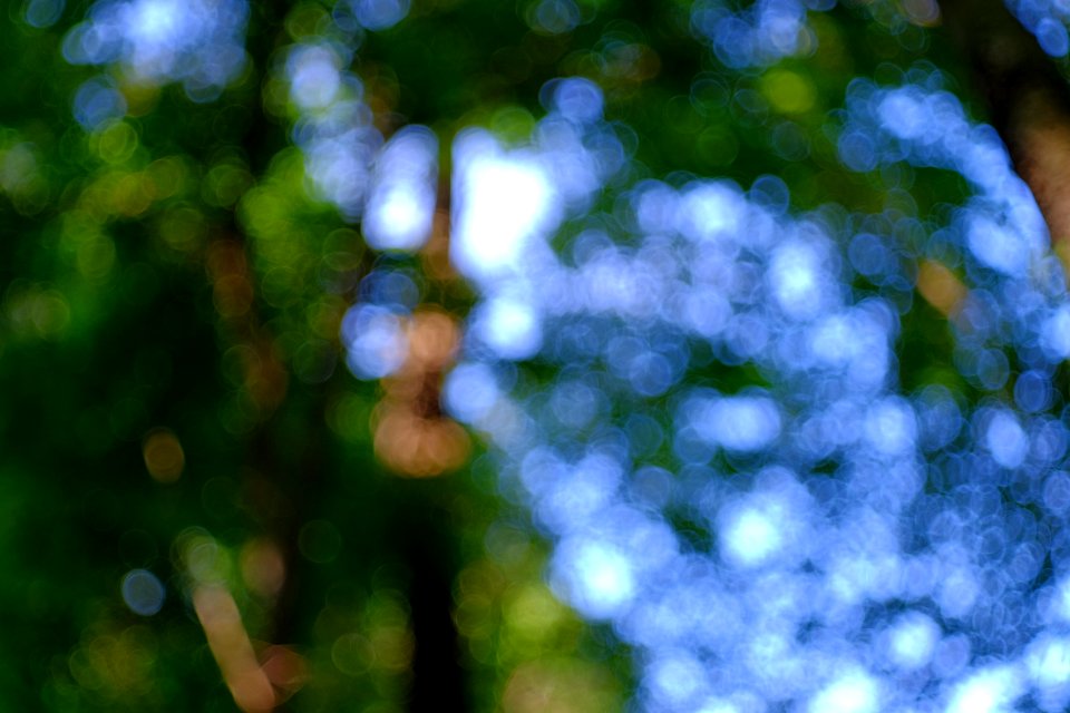 Bokeh with Meyer Optik Domiplan