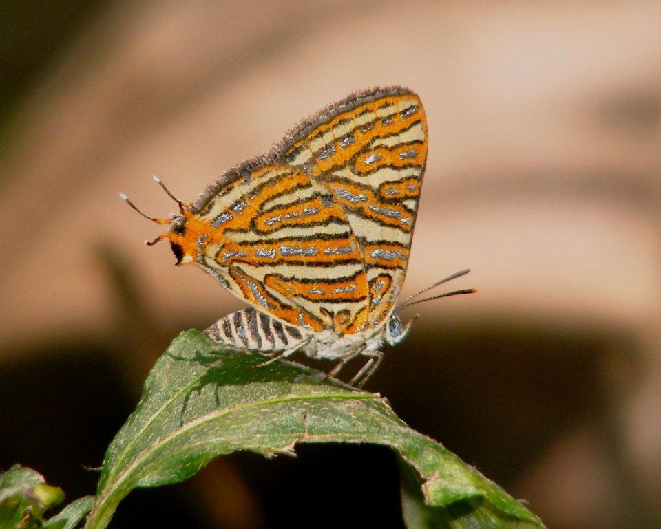 Common Silverline Spindasis vulcanus