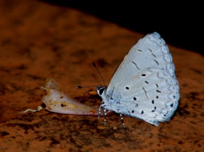Plain Hedge Blue (Celestrina levendularis)