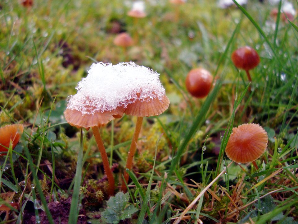 Snow grass meadow