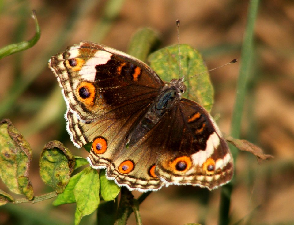 Blue Pansy (Junonia orithya) female