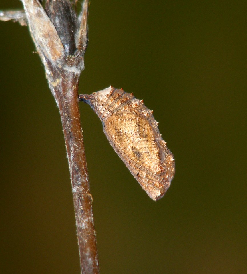 Yellow Pansy Junonia hierta photo