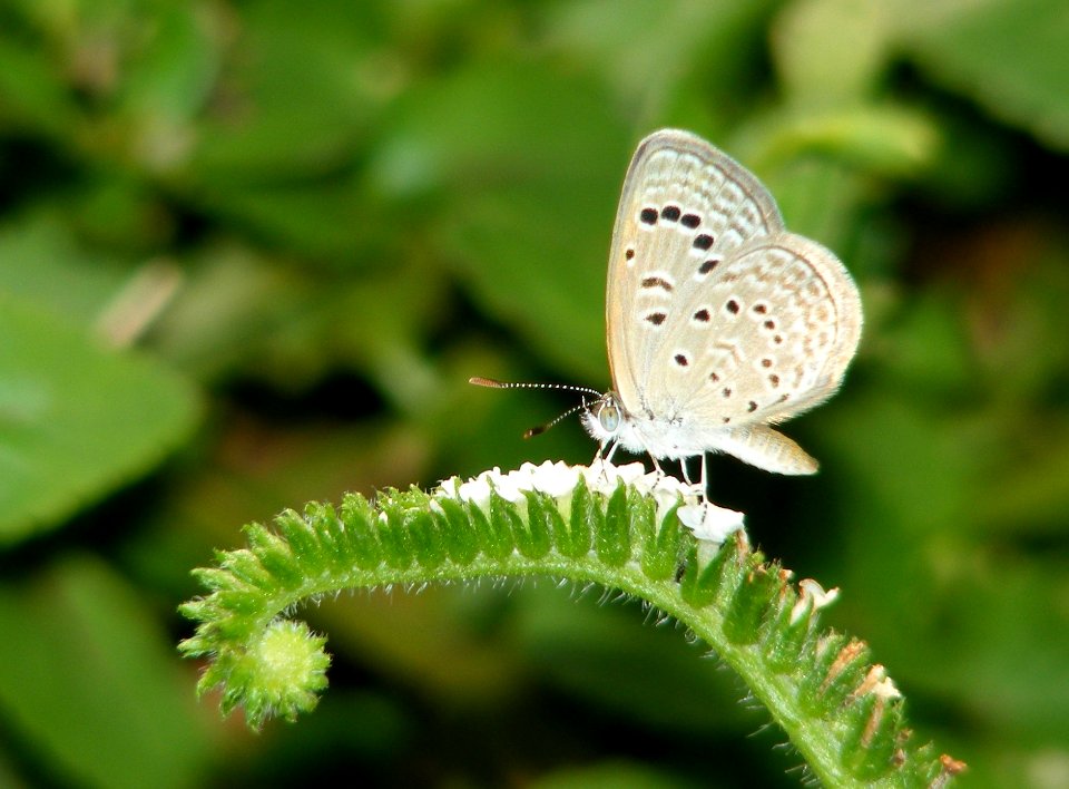 Dark Grass Blue Zizeeria lysimon