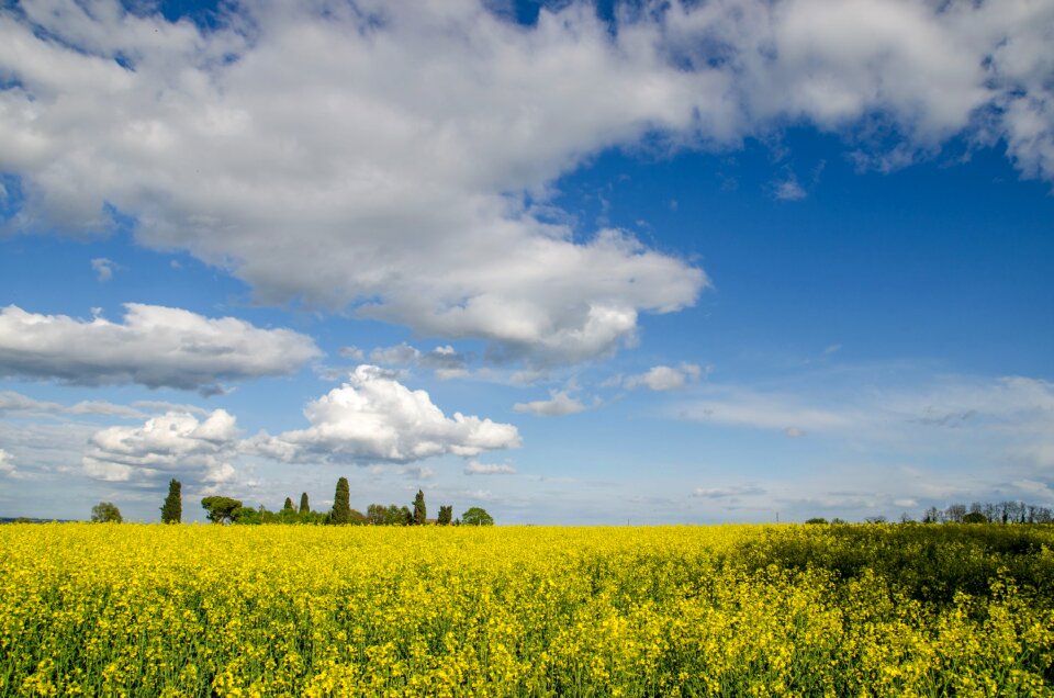Yellow blue spring
