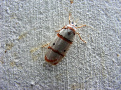 Cyana sp., Arctiidae